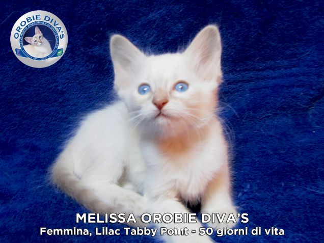 MELISSA, bellissimo Cucciolo Balinese