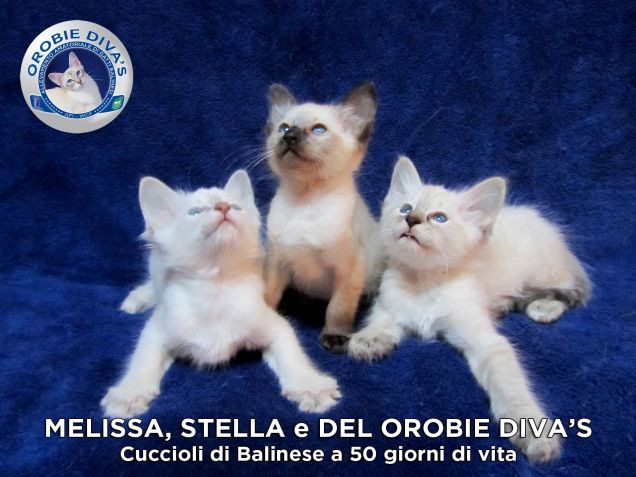 Orobie Diva's Cucciolata 2011