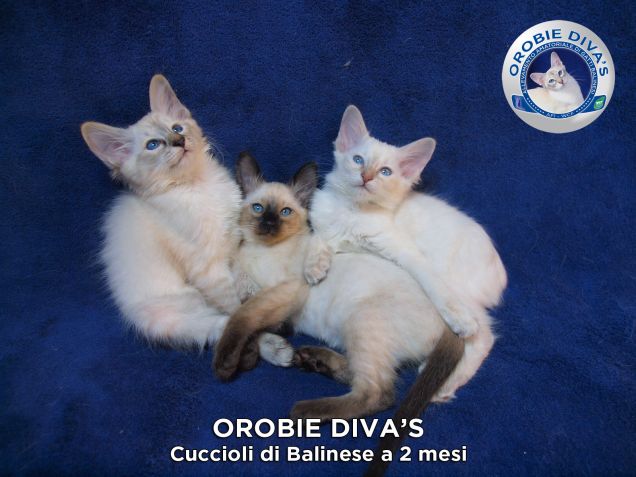 Cuccioli Disponibili gatti Balinese