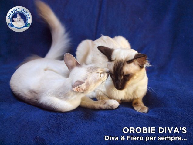 Diva & Fiero di Orobie Diva's