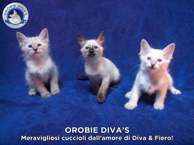 Cuccioli di casa Orobie Diva's