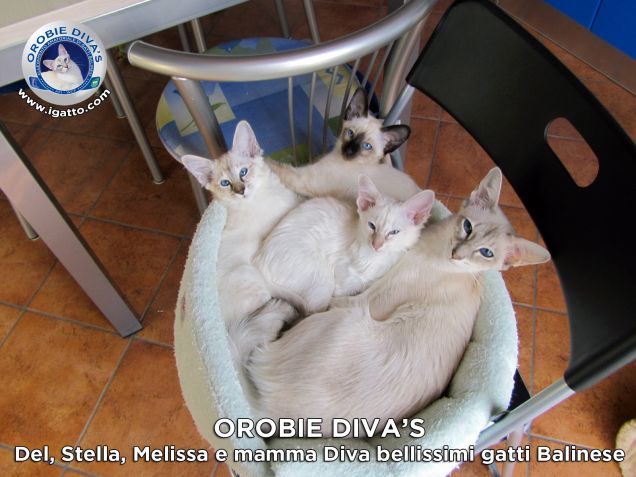 Cucciolata 2011 di Orobie Diva's