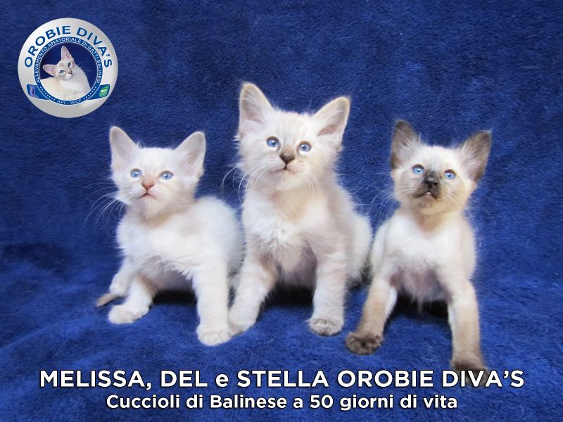 Disponibili cuccioli di Balinese