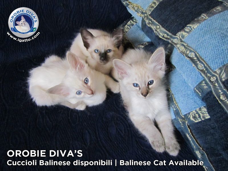 Cuccioli gatto Balinese disponibili