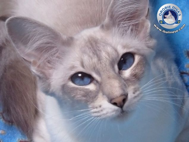 Orobie Diva's Cattery - Balinese Cats