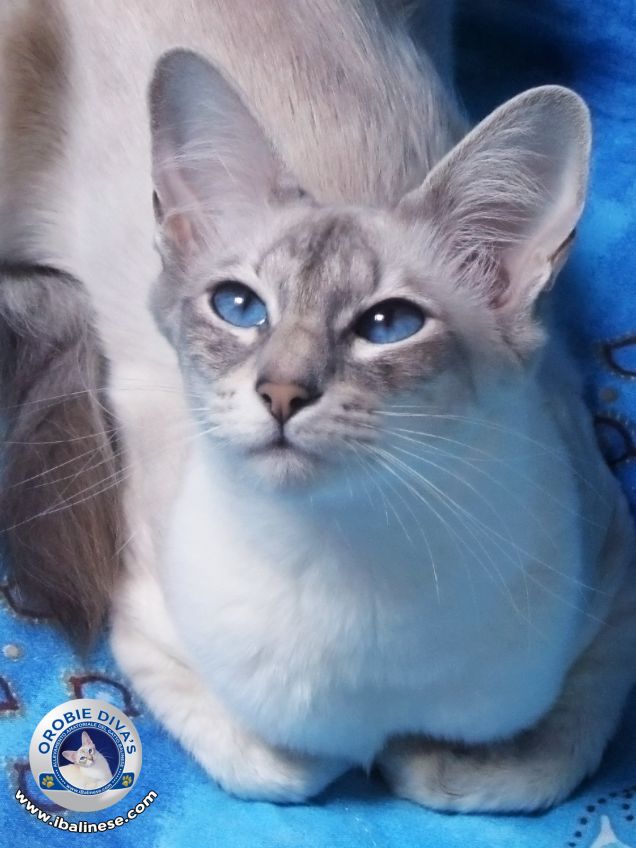 Orobie Diva's Cattery - Balinese Cats