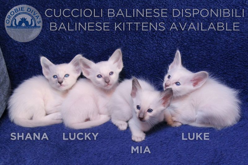 Cuccioli Balinese disponibili