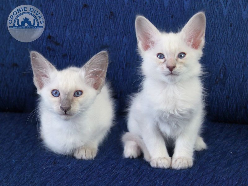 Cuccioli di gatto Balinese disponibili