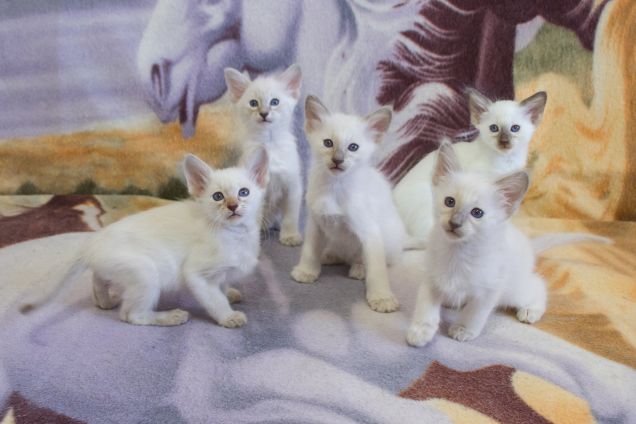 Cuccioli Balinese 7 settimane