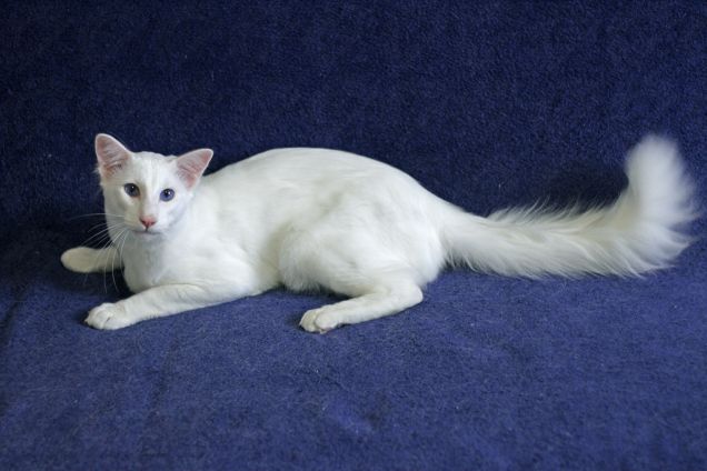 Bianco come la neve...