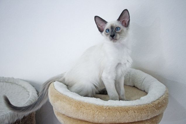 Aramis Orobie Diva's