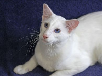 Linus Des Temples D'Orient