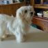 cucciolo di maltese
