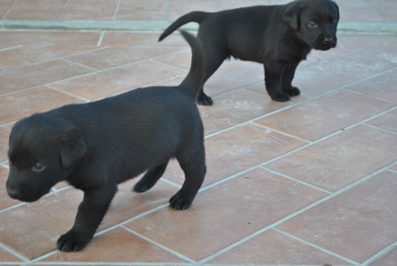 CUCCIOLI LABRADOR