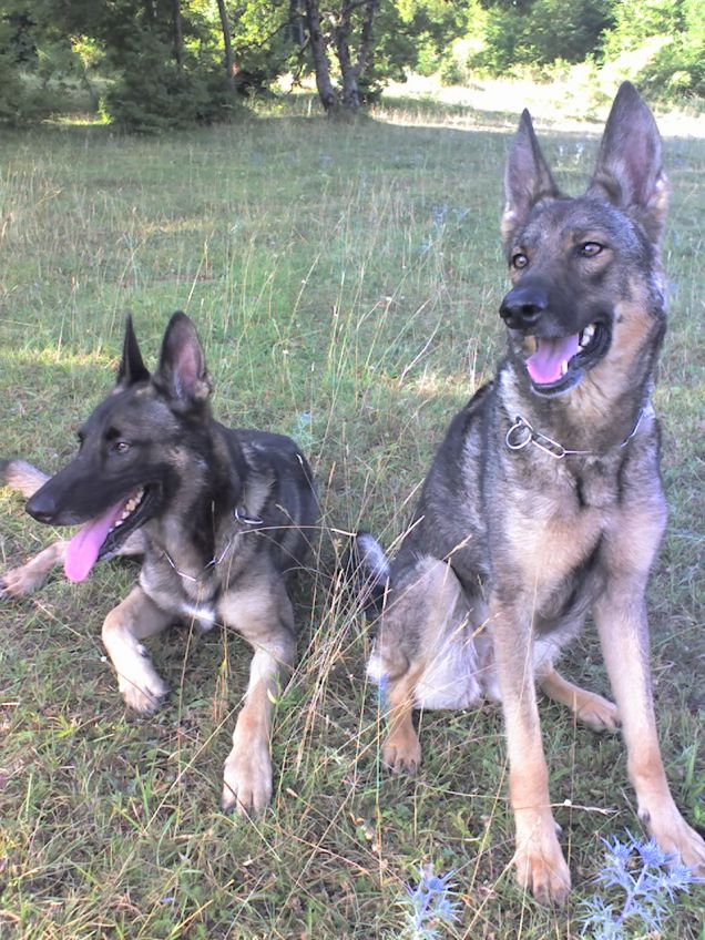 Vasco & Sheeva lupi italiani