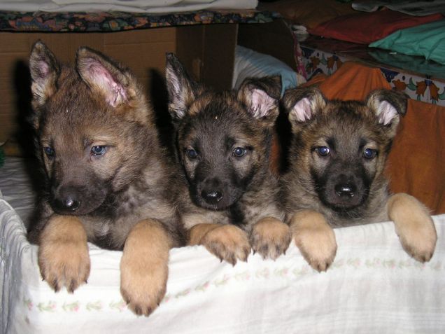 Lupin, Zari & Kiba i cuccioli di Vasco & Sheeva