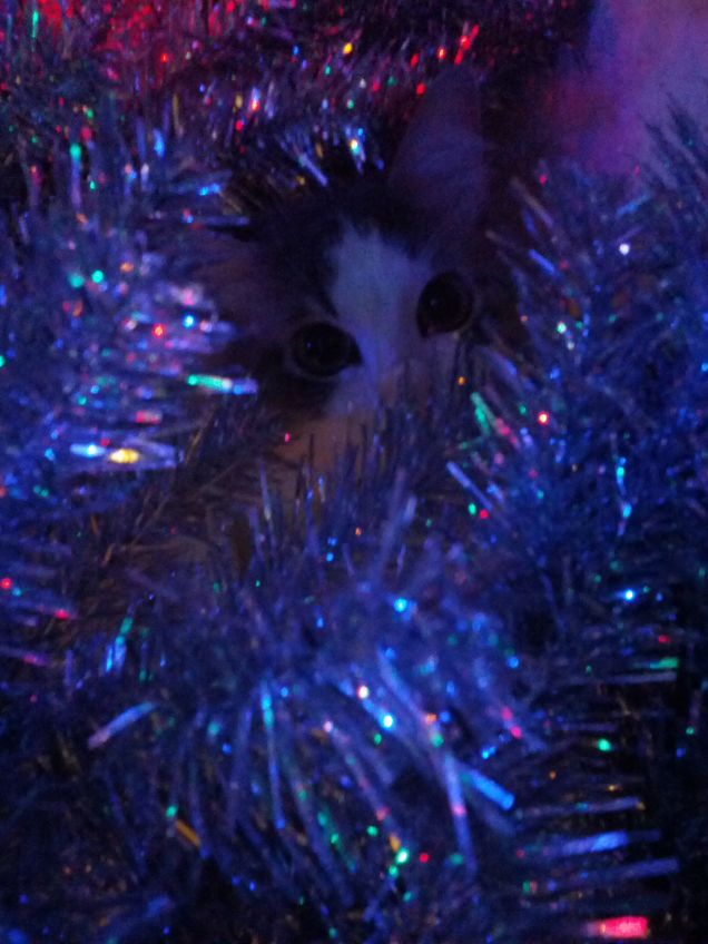 Sembro un gufo...invece sono semplicemente nascosto nell'albero di Natale