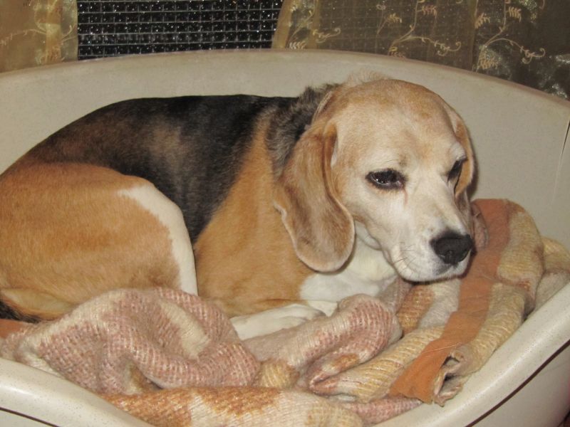 Beagle femmina cerca casa