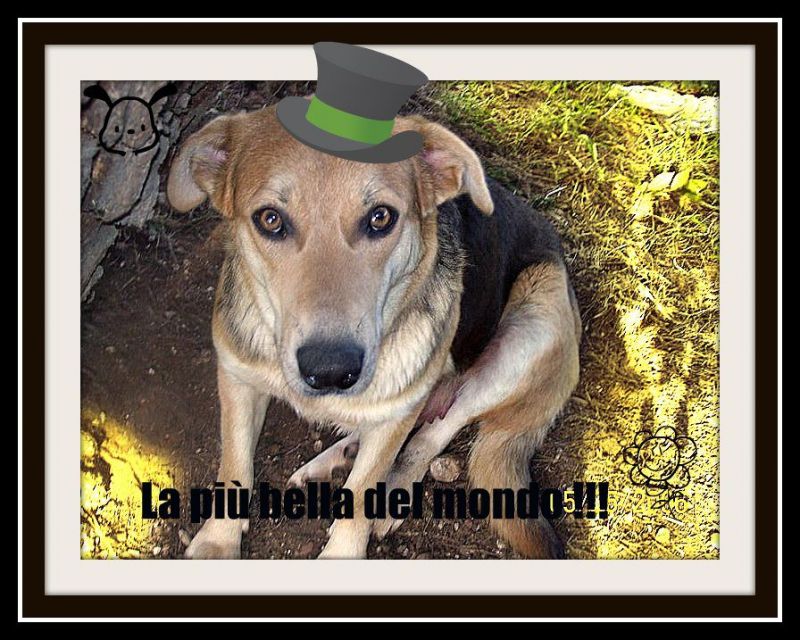 Edda, una cagnolona in cerca di famiglia !!! 