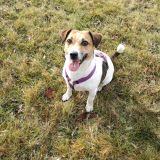 I miei due amori pelosi