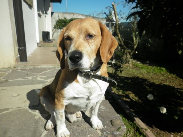 il mio beagle Spillo