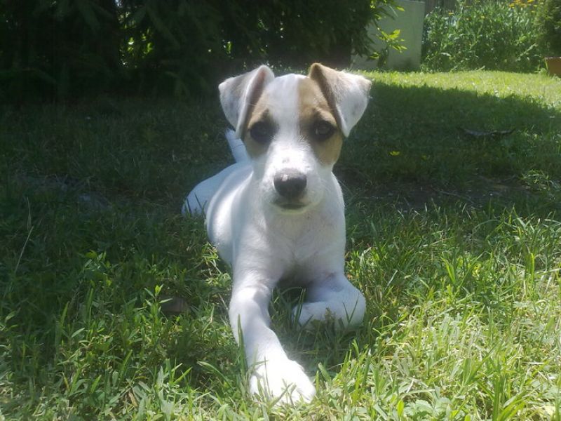 CERCO FIDANZATINA JACK RUSSEL PARSON