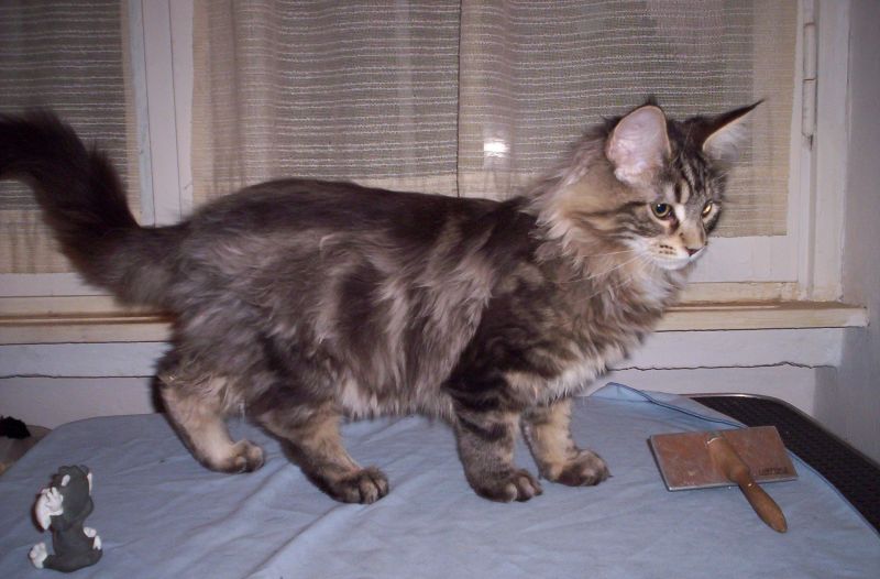 ACUNAMATANA MAINE COON