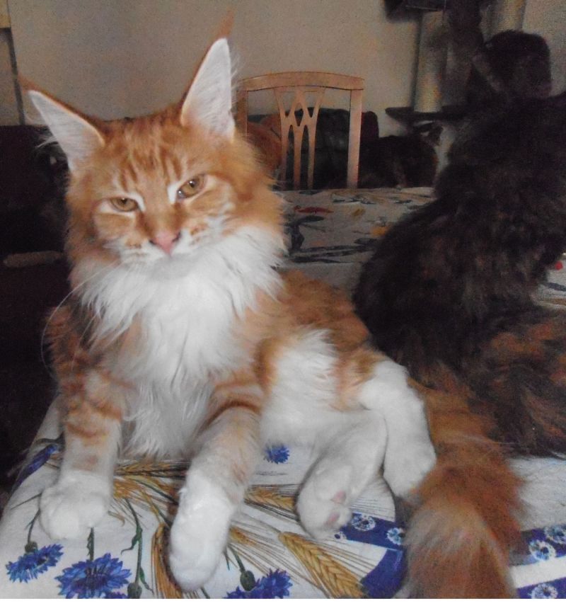 AAA ACUNAMATANA'S MAINE COON