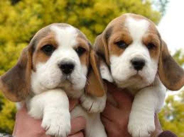 il mio sogno avere un beagle cm questo 