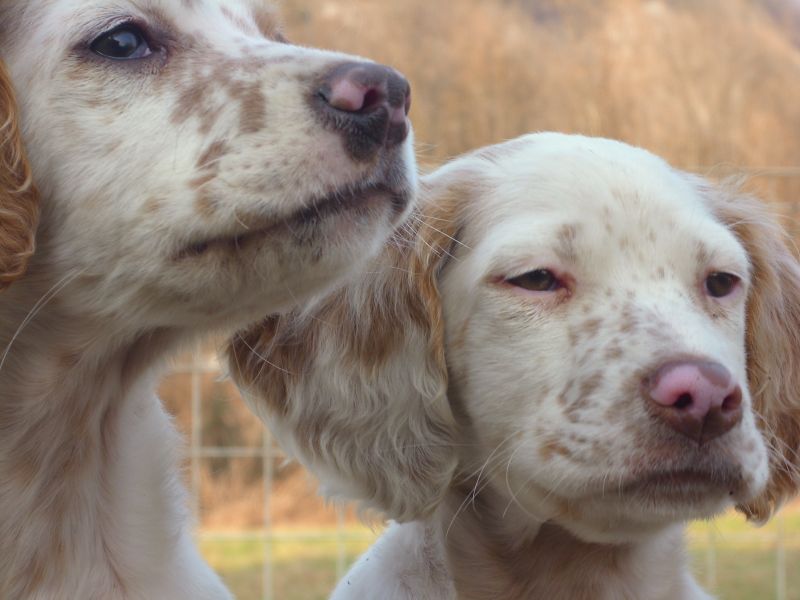 cuccioli setter