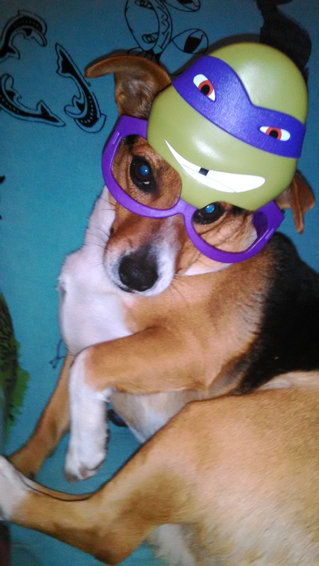 Tartarughe alla riscossa!!!