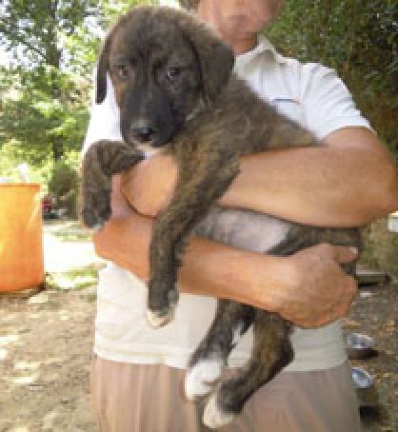 cuccioli dolcissimi: Cielo