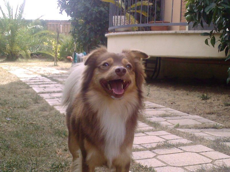 Fidanzatina per il mio cagnolino