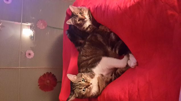 la mia vita,i miei amori...