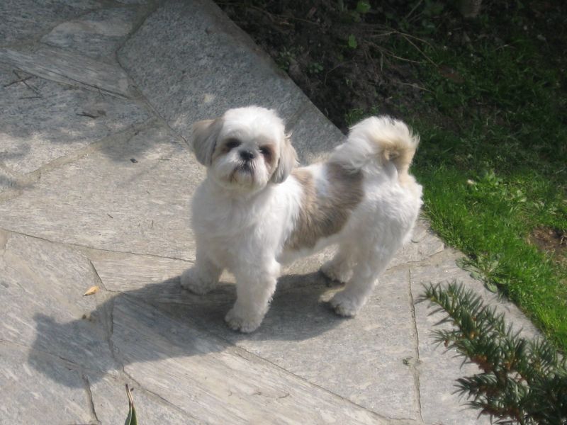 cane shi-tzu