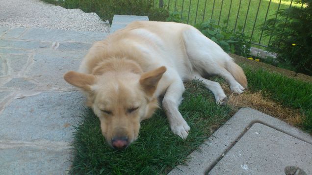 Dopo tante corse... tanta nanna!