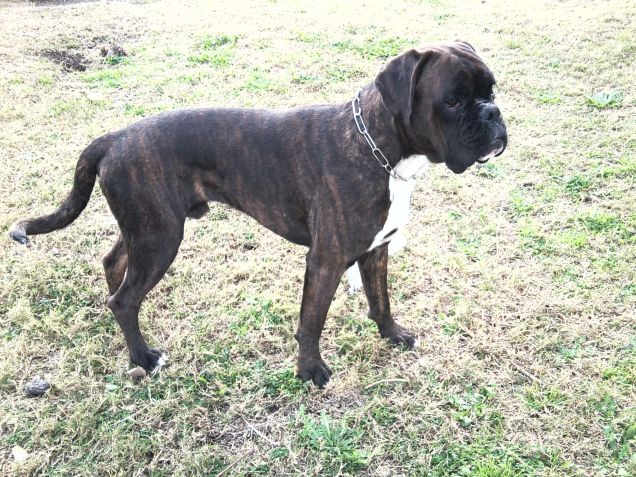 Boxer, Bello, buono, guardiano.