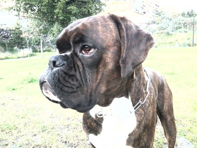 Boxer, pedigree ottima linea di sangue.