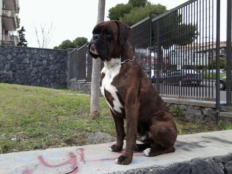 Boxer tigrato, per monta.