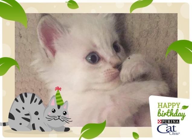 happy birthdaycatchow