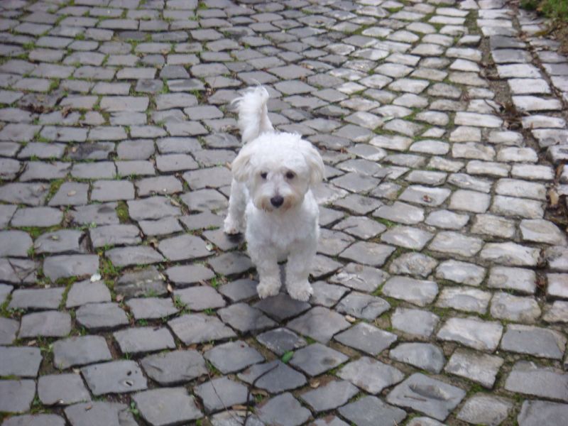 Bichon  frisé