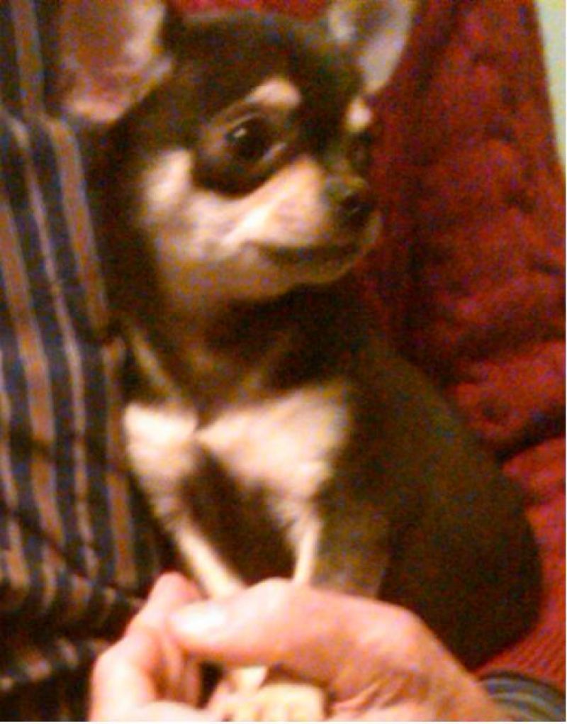 Smarrito Chihuahua 6 mesi Nero Focato