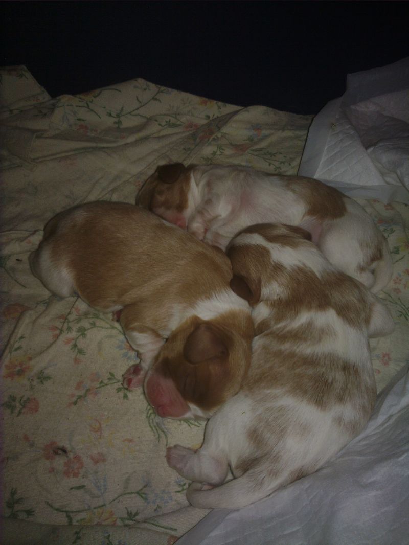 CUCCIOLOTTA CAVALIER KING BLENHEIM IN VENDITA