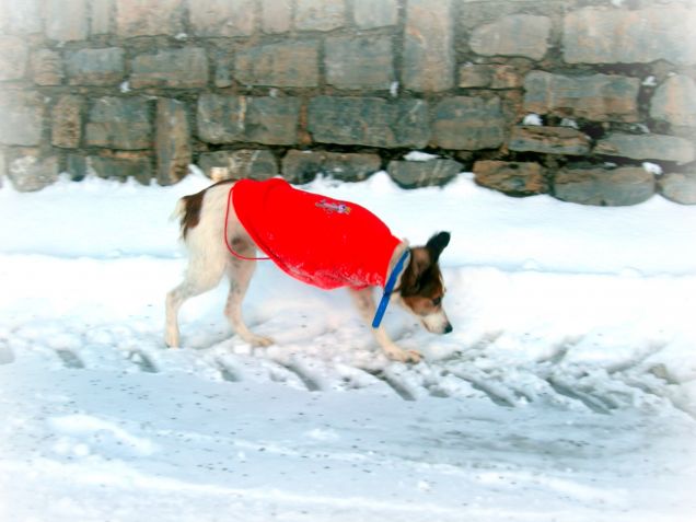 Una tripode nella Neve