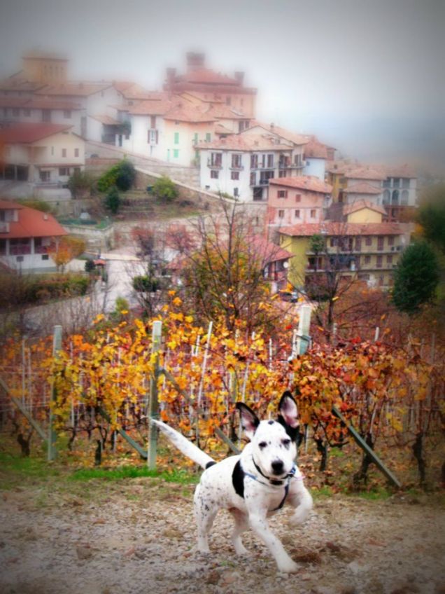 A spasso per le vigne