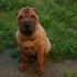 shar pei