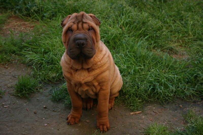 shar pei