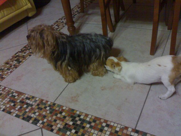 i miei cagnolini