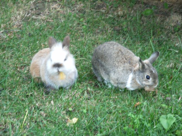 Gennarina e Tinuccio al pascolo!