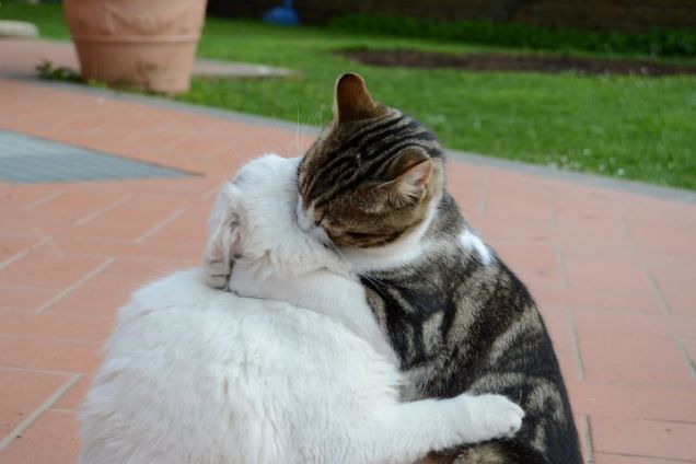 Il bacio piÃ¹ lungo nella storia dei gatti